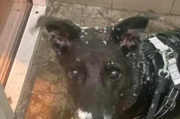 Пропала собака, ул. Панфилова, Нахабино - photo