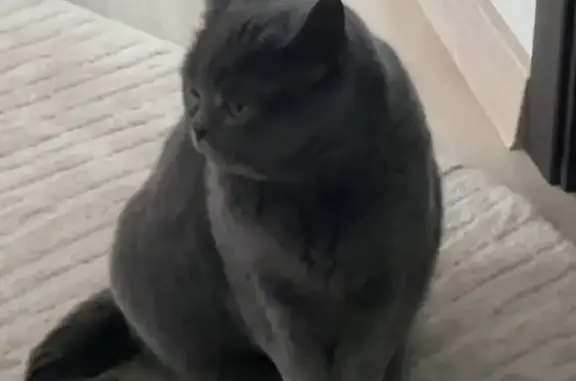 Пропала британская кошка, Дубровинская 27 - photo