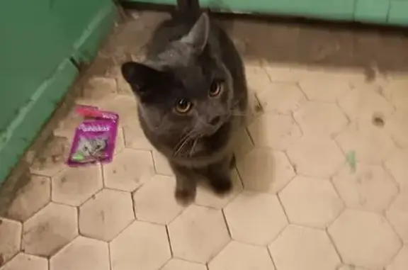 Найдена кошка, Воронеж, фото: Кошка найдена, ул. Перевёрткина 21, Воронеж