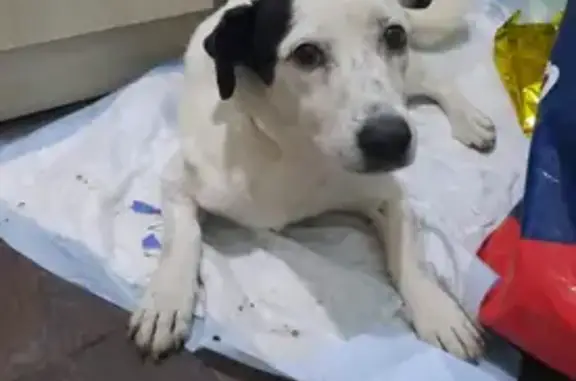 Пропала собака, Титаровская ул. 48, Краснодар - photo