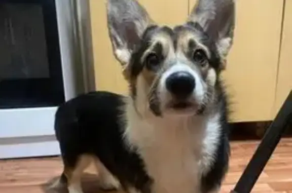 Пропала корги, ул. Чайковского, 60 - photo