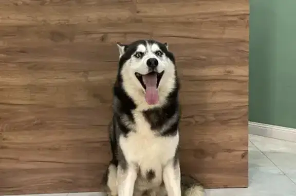 Пропала хаски, ул. Восточно-Кругликовская - photo