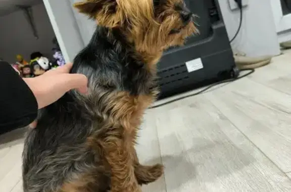 Найдена собака, Краснодар, фото: Йоркширский терьер найден на ул. Освободителей