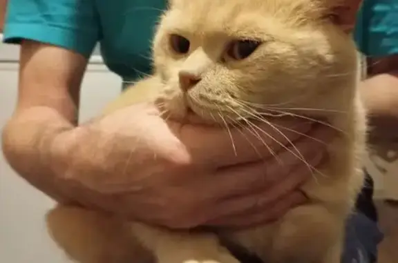 Объявления о пропавших и найденных животных, Вологда, фото: Кошка найдена на Преображенского, 15