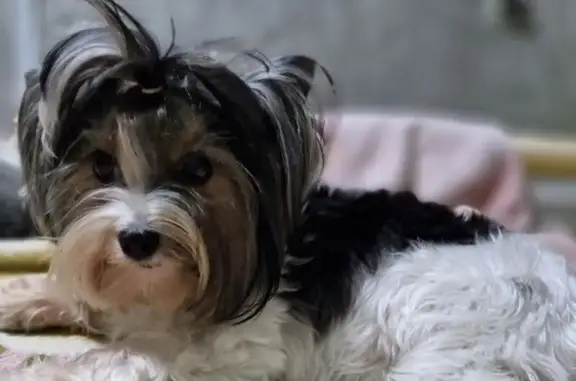 Пропала собака Мегги, 79Н-173, Новый Сад - photo