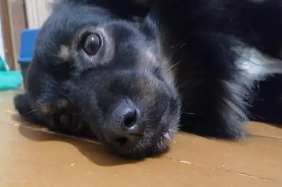 Пропала собака, Морской пр., 11, Северодвинск - photo