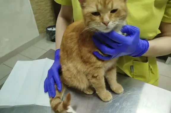 Найдена кошка, Тула, фото: Рыжая кошка найдена, Бундурина 40, Тула