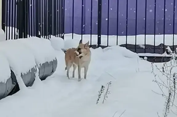 Найденные животные Тверь, фото: Собака найдена: Советская ул., Тверь