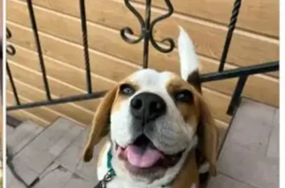 Собаки потеряшки, Мокшан, фото: Потеряшка бигль в Мокшане, Пензенская обл.