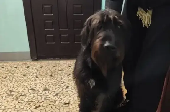 Найдена собака, Санкт-Петербург, фото: Собака найдена: Богатырский 7 к3, СПб