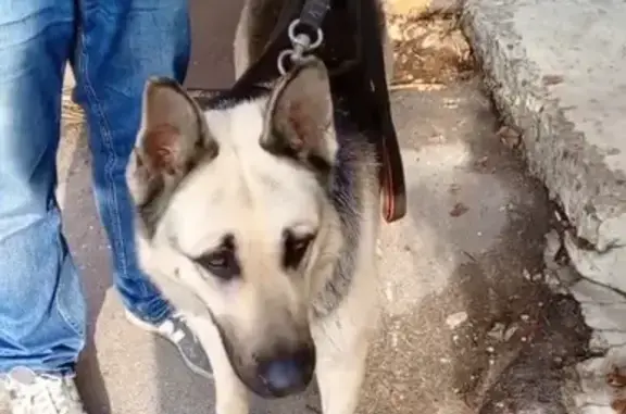 Найдена собака, Ростов-на-Дону, фото: Собака найдена: пл. Карла Маркса, 5А