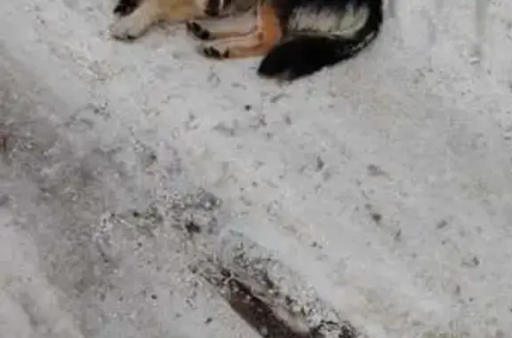 Найдена собака, Уфа, фото: Найдена собака, Карпово, Уфа