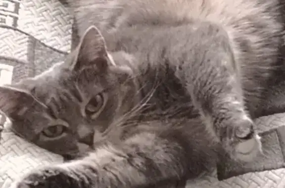 Кошки потеряшки, Воткинск, фото: Потеряшка кошка, ул. Королёва 30, Воткинск