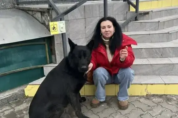 Найдена собака, Новочеркасск, фото: Овчареныш найден: Московская ул., 1А