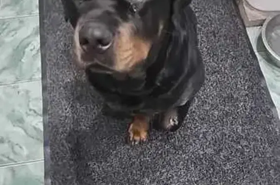 Найдена собака, Косякино, фото: Ротвейлер найден в д. Косякино, МО