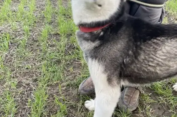 Пропала собака, Длинная ул. 125, Ахтырское - photo