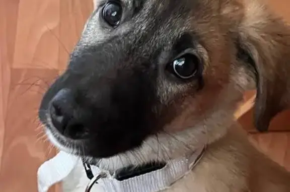 Пропала собака, Юрга - photo