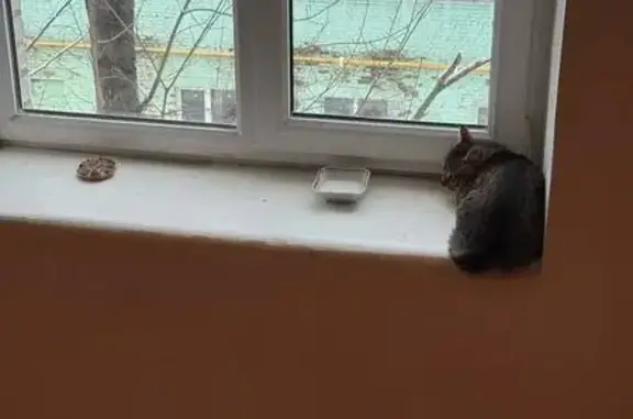 Найдена кошка, Люберцы, фото: Серая кошка найдена: Октябрьский пр., 11А