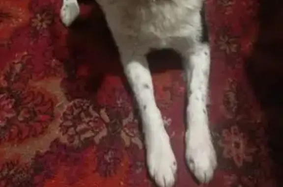 Объявления о пропавших и найденных животных, Северо-Западное, фото: Собака найдена в Северо-Западном, Тула