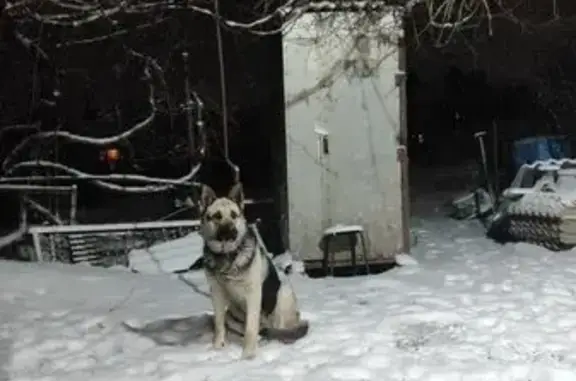 Пропала собака, Ростов-на-Дону - photo