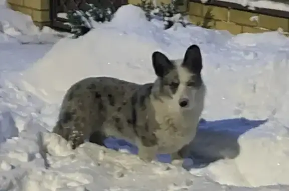 Найдена собака, Кострома, фото: Собака найдена: ул. Просвещения, 36