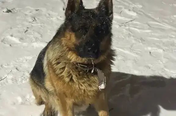 Найдена собака, Челябинск, фото: Овчарка найдена, ул. Молодогвардейцев