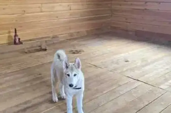 Пропала лайка, Засопка, Забайкалье - photo