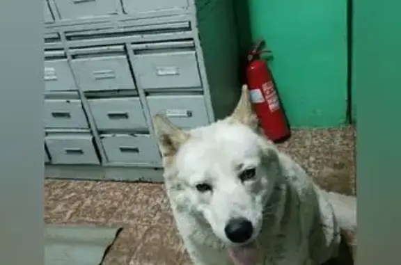 Пропала собака на Красной площади, Москва - photo