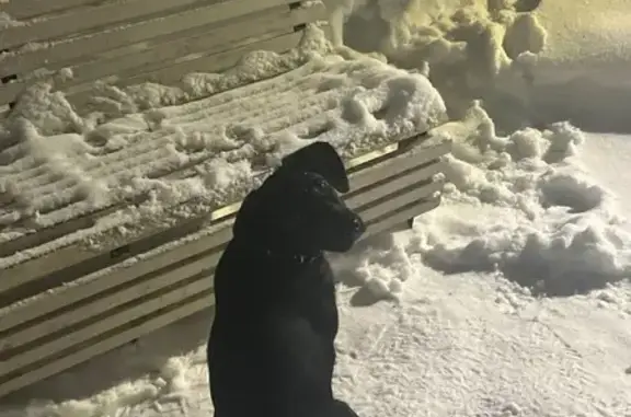 Найдена собака, Нижний Новгород, фото: Собака найдена: Глеба Успенского, 7, НН