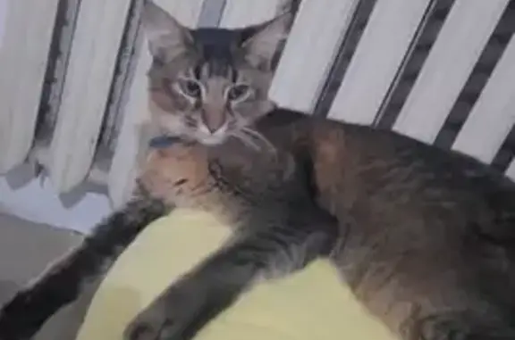 Пропала кошка, Кострома - photo