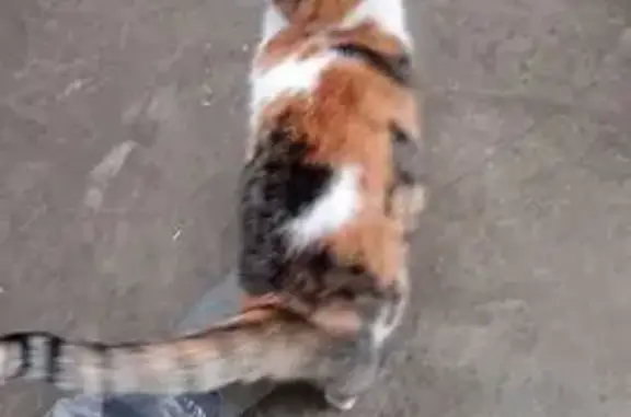 Пропала кошка, А-146, Новоукраинский - photo