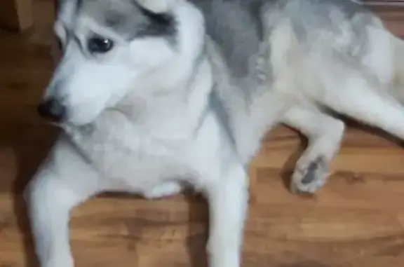 Найдена собака, Москва, фото: Найдена хаски, Измайловский пр., 123/1 к1