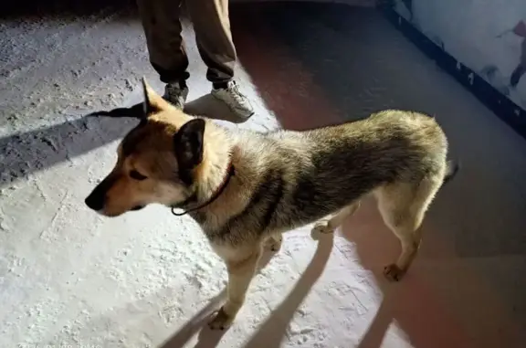 Найдена собака, Кундравы, фото: Найдена собака, Троицкая ул. 26, Половинка