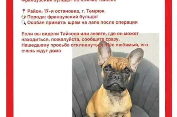 Пропала собака, ул. Калинина 285, Темрюк - photo