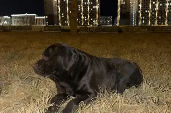 Найдена собака, Ставрополь, фото: Лабрадор найден на Российском проспекте, Ставрополь