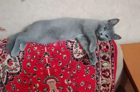 Пропала кошка, ул. Зинина, 2А, Новотроицк - photo