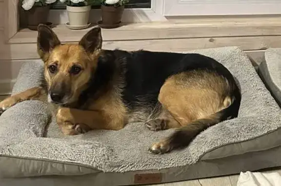 Пропала собака, Страховское, Тульская обл. - photo