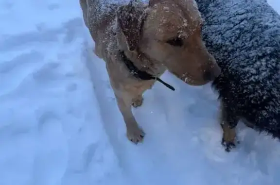 Пропала собака, Лесная ул. 4, Козельск - photo