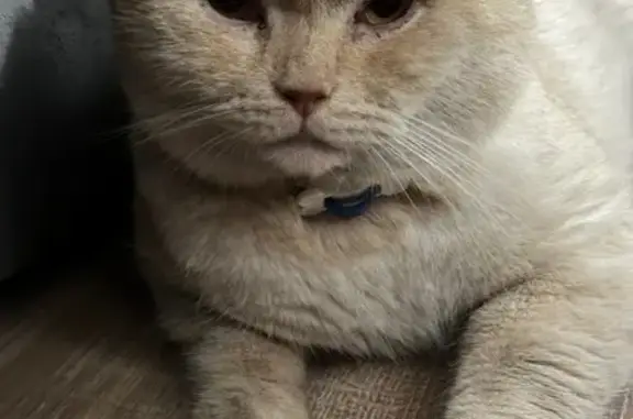 Найдена кошка, Волгоград, фото: Найден рыжий кот, Волгоград, Рабоче-Крестьянская 2/3