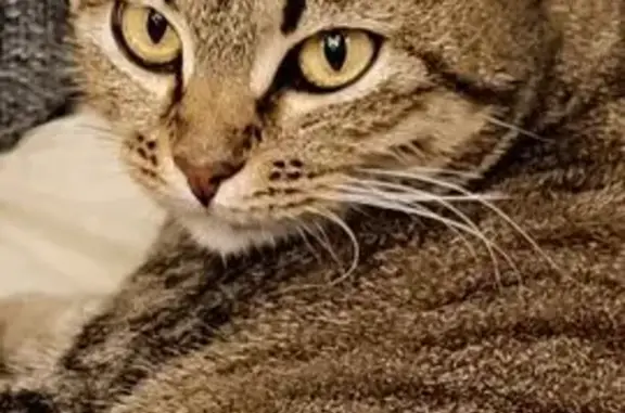 Пропала кошка, Островского 4А, Саратов - photo