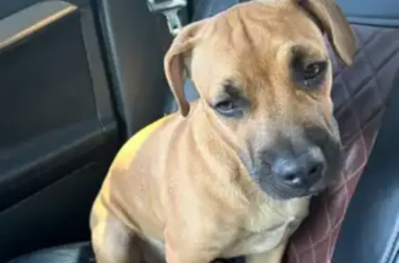 Пропала собака, ул. Македонского, Витязево - photo