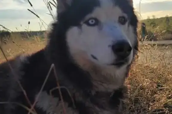 Пропала собака, 2-я Заречная ул., Кохма - photo