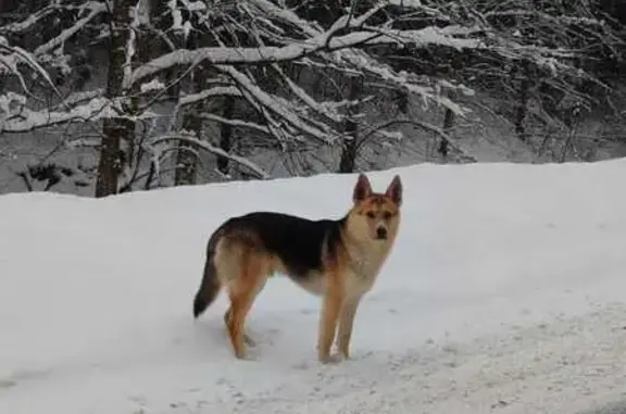 Найдена собака, Деревня Ерденево, фото: Собака найдена у дороги в Ерденево