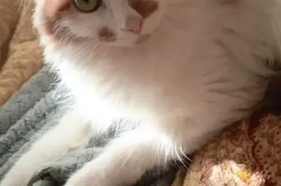 Пропала кошка, Сосенский, Победы 16 - photo