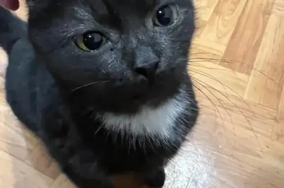 Найденные животные Оренбург, фото: Котенок найден: ул. Ногина, 18, Оренбург