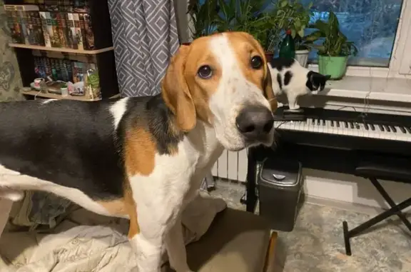 Пропала собака, ул. Кукуевицкого, Сургут - photo