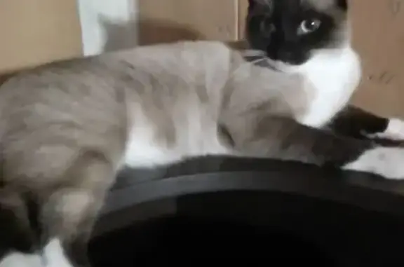 Пропала сиамская кошка, Омская обл. - photo