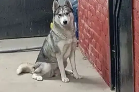 Пропала хаски, ул. Бабушкина, 43, Краснодар - photo