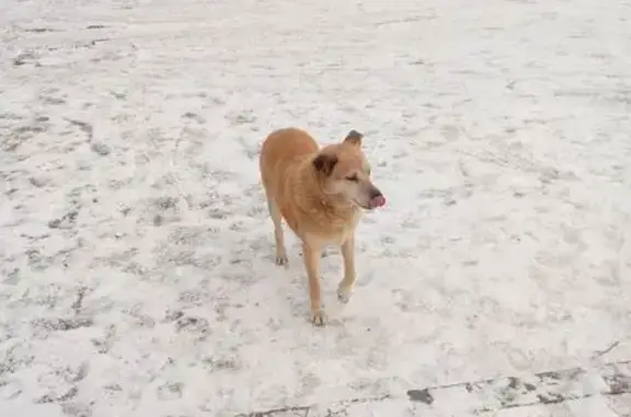 Пропала собака, Омск, ул. Мельничная 89/2 - photo