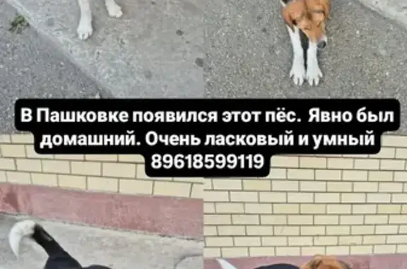 Найдена собака, ул. Лавочкина, Краснодар - photo